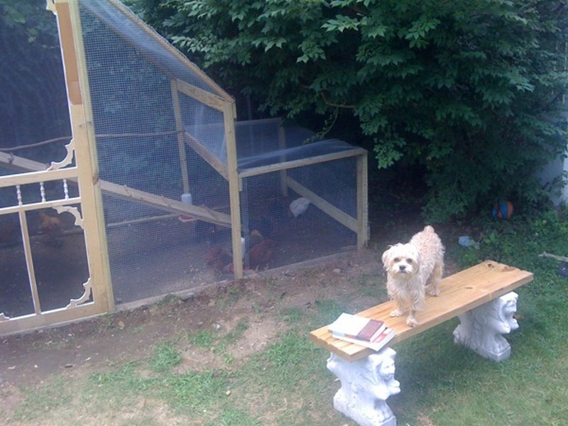 DIY Chicken Coop | The Owner-Builder Network