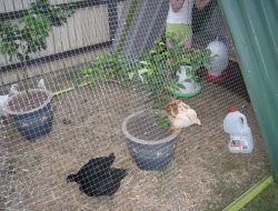 Repurposed Chicken Coops