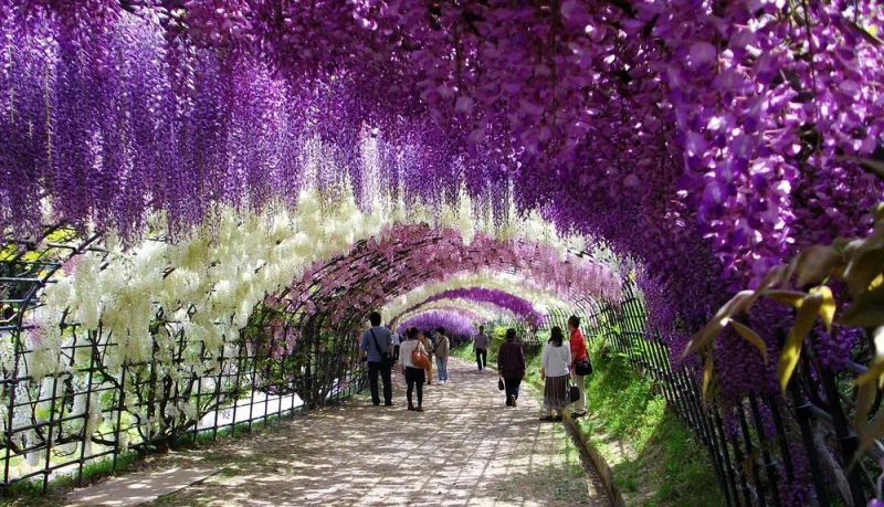 Amazing-Kawachi-Fuji-Garden.jpg