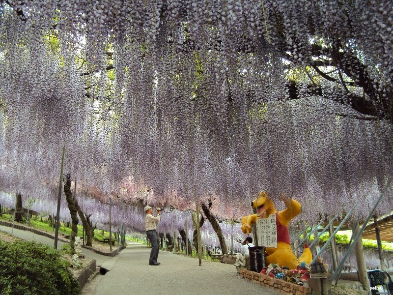 Amazing-View-Kawachi-Fuji-Garden.jpg