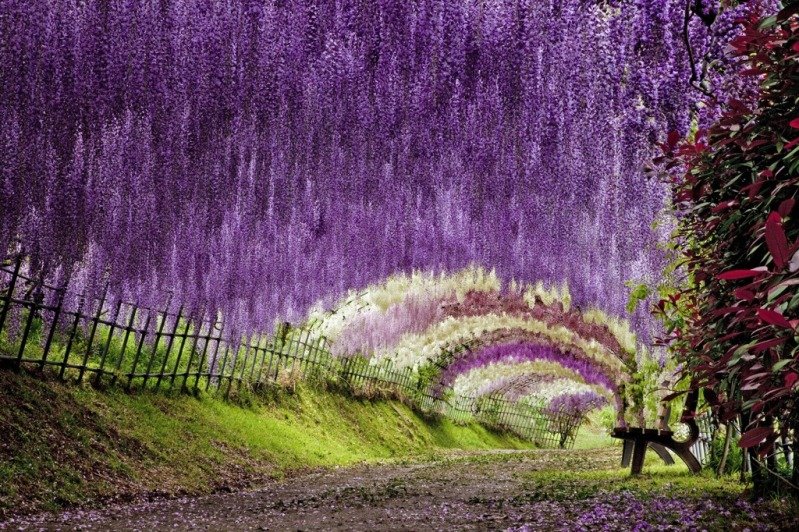 Fuji-Garden-Oasis.jpg