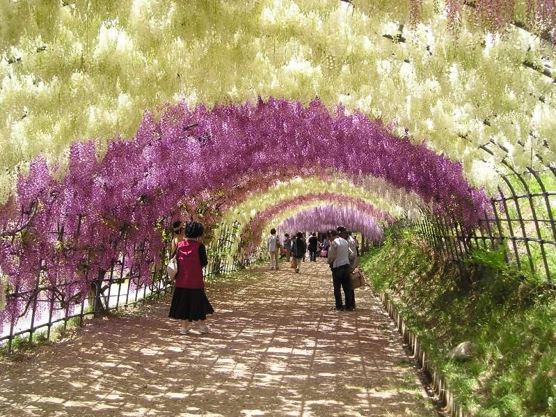 Fuji-Gardens-A-Walk-under-Rainbow.jpg