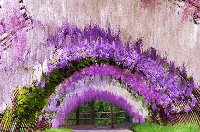 Fuji-Gardens-Fairy-Colours.jpg