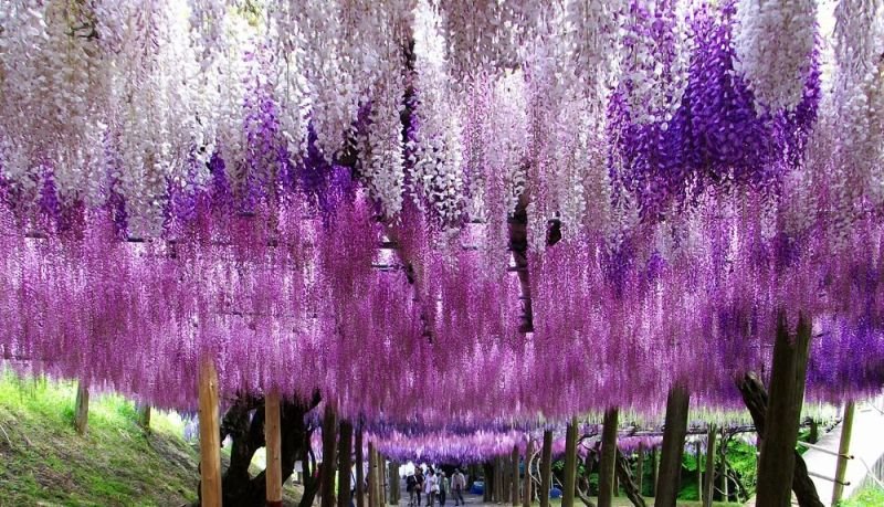 Kawachi-Fuji-Garden-Impression-of-Colours.jpg