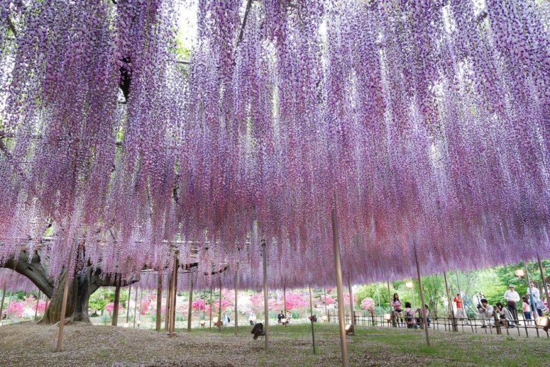 Magic-of-Fuji-Gardens.jpg