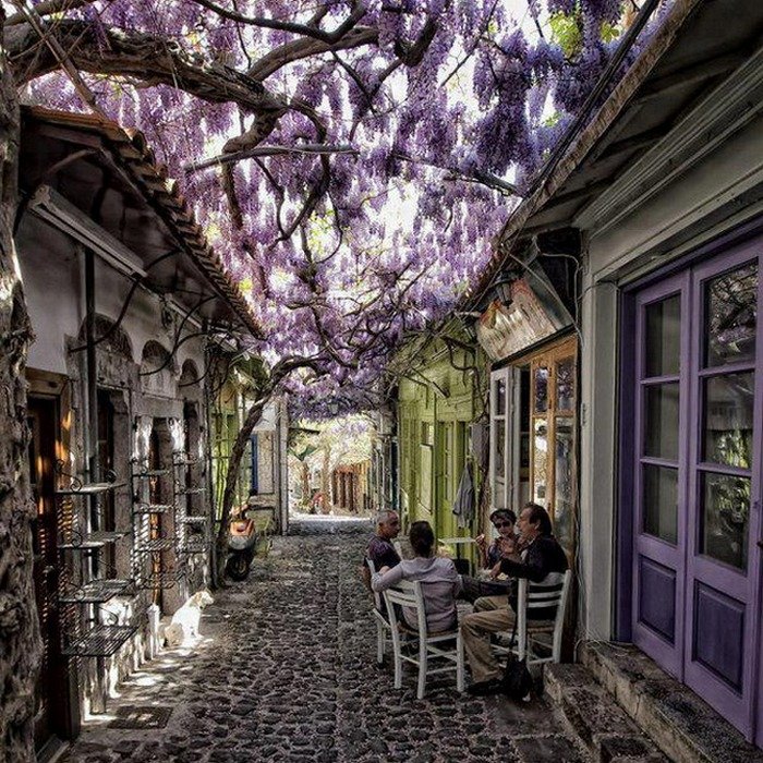 wisteria-in-greece.jpg