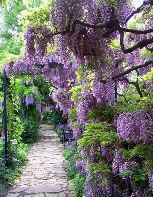 wisteria.jpg