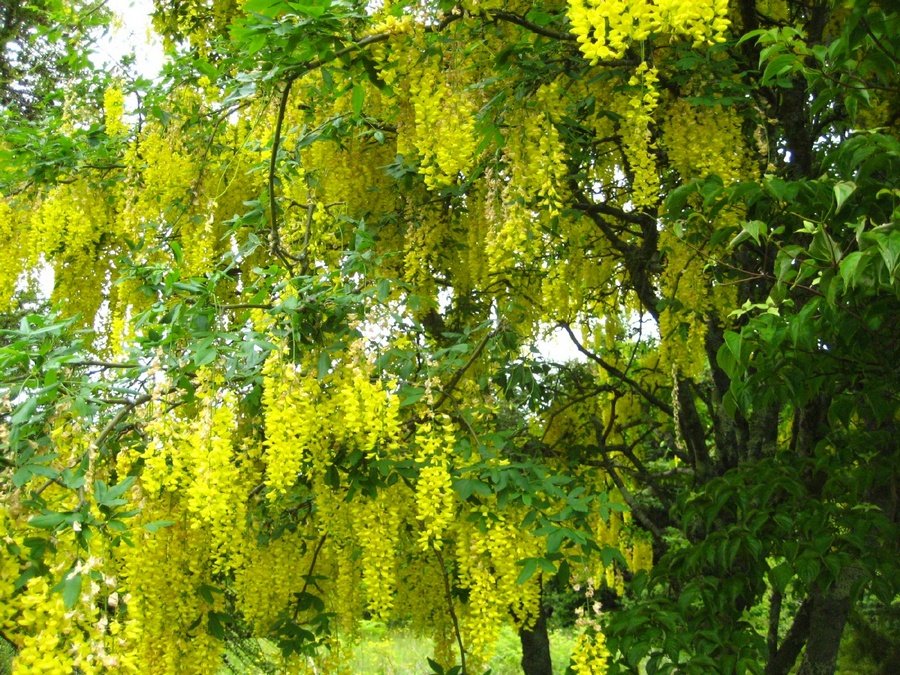 yellow-wisteria-tree.jpg