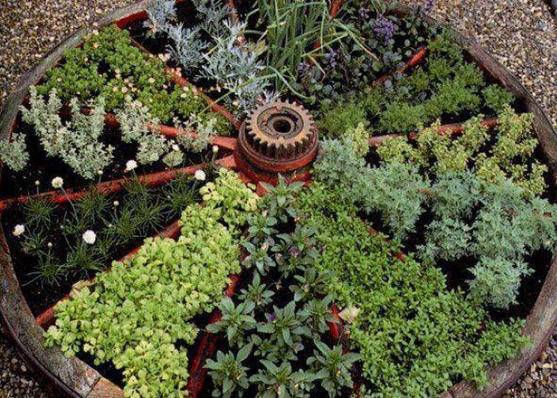 We don't have a wagon wheel lying around, but for an idea for growing herbs, this is pretty good.