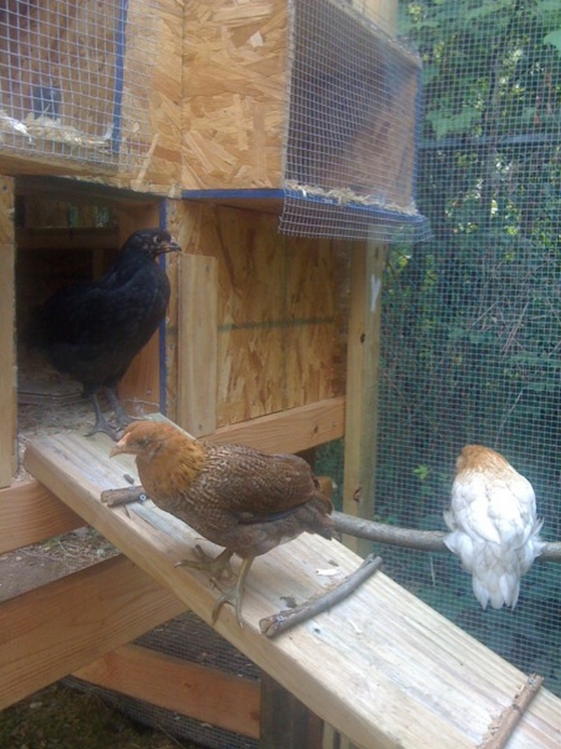DIY Chicken Coop | The Owner-Builder Network