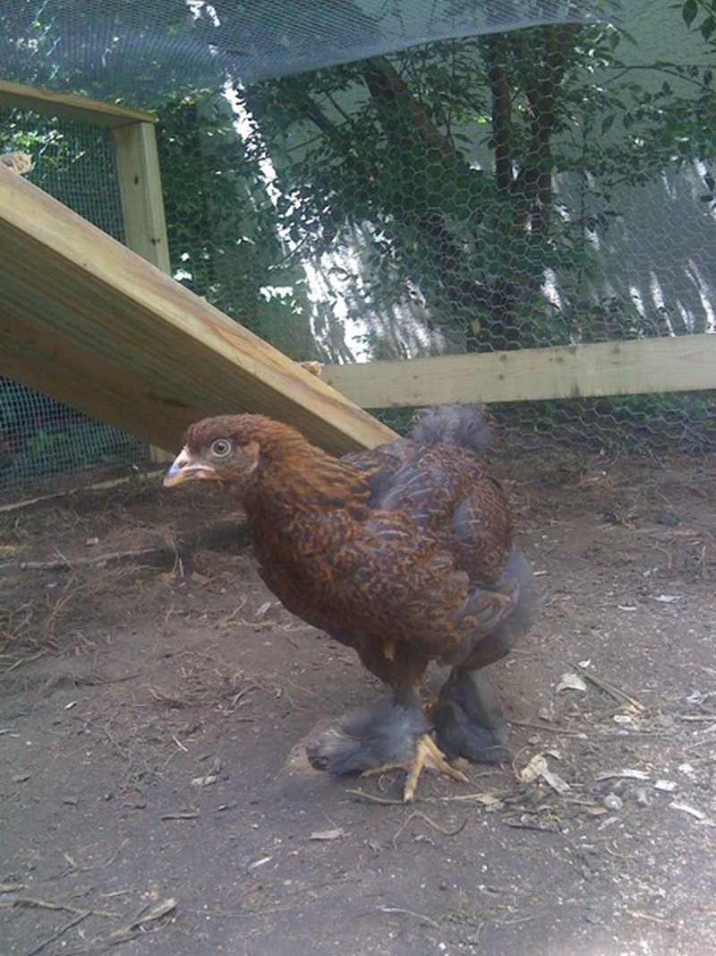 DIY Chicken Coop | The Owner-Builder Network