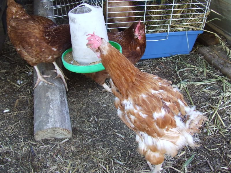 DIY Chicken Co-op