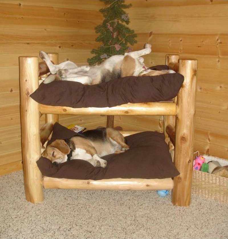 Fabulous Dog Bed Design Ideas Your Pets Will Enjoy The 