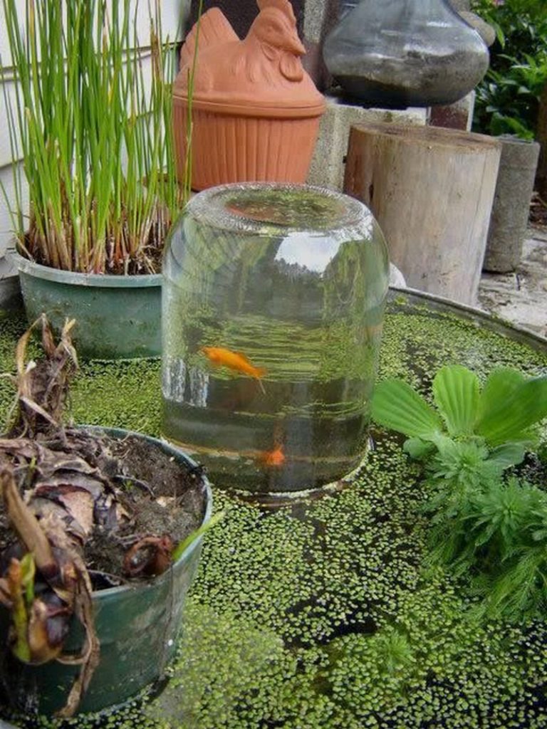 Awesome aquarium and fish pond ideas for your backyard ...