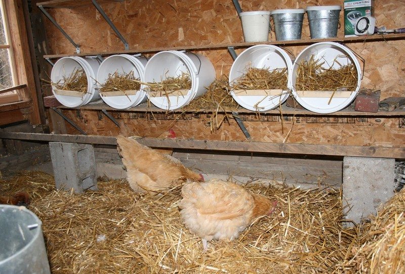 chicken-nesting-box-ideas-the-owner-builder-network