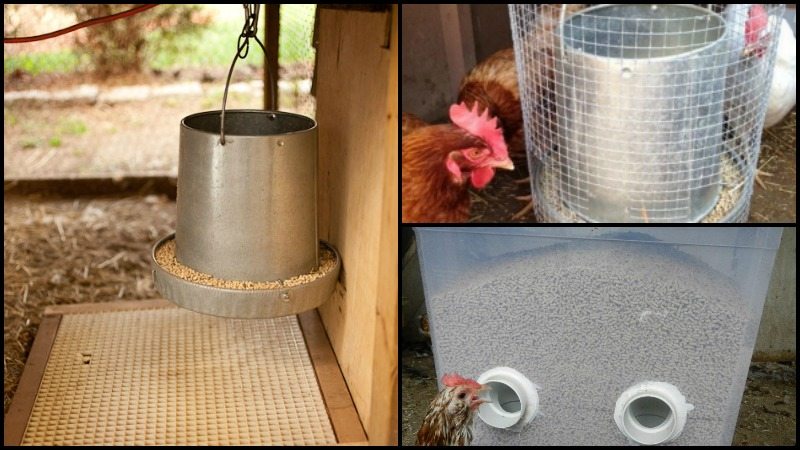 Clever Solutions to Reduce Chicken Feed Waste