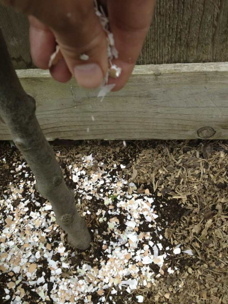 Trash Garden Will Love