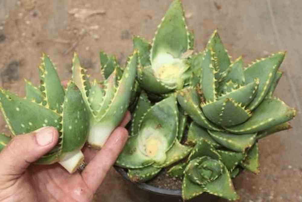 How to Propagate Succulents in 11 Practical Steps – The garden!