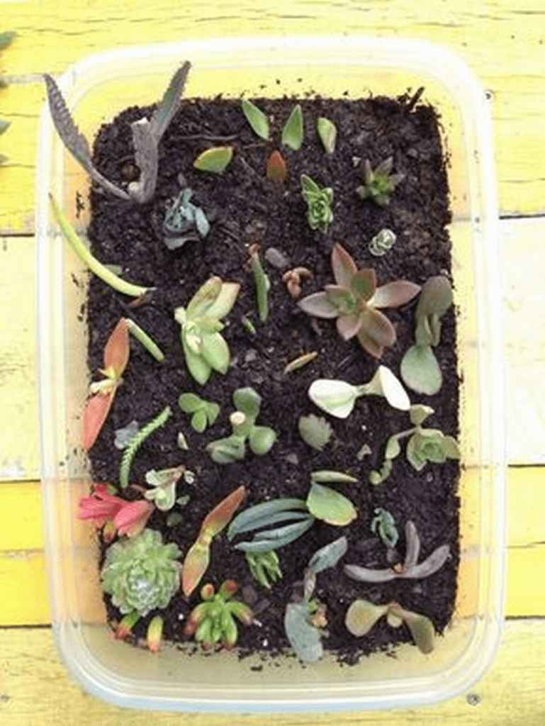 How to Propagate Succulents in 11 Practical Steps – The garden!