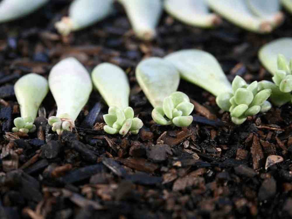 How to Propagate Succulents in 11 Practical Steps – The garden!