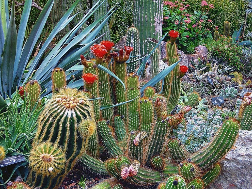 Xeriscaping