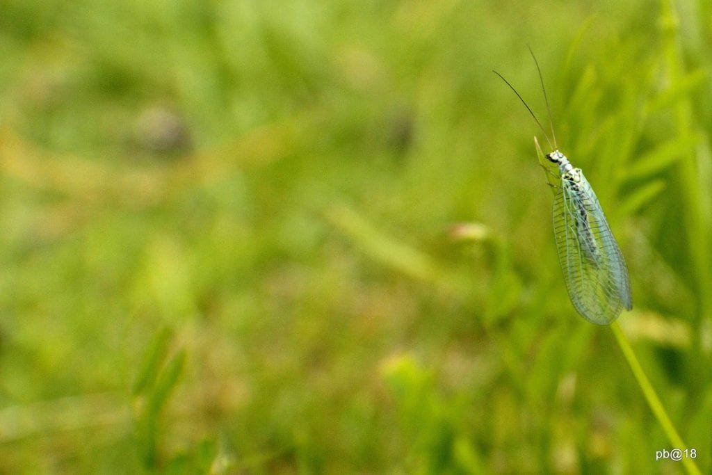 Beneficial Bugs