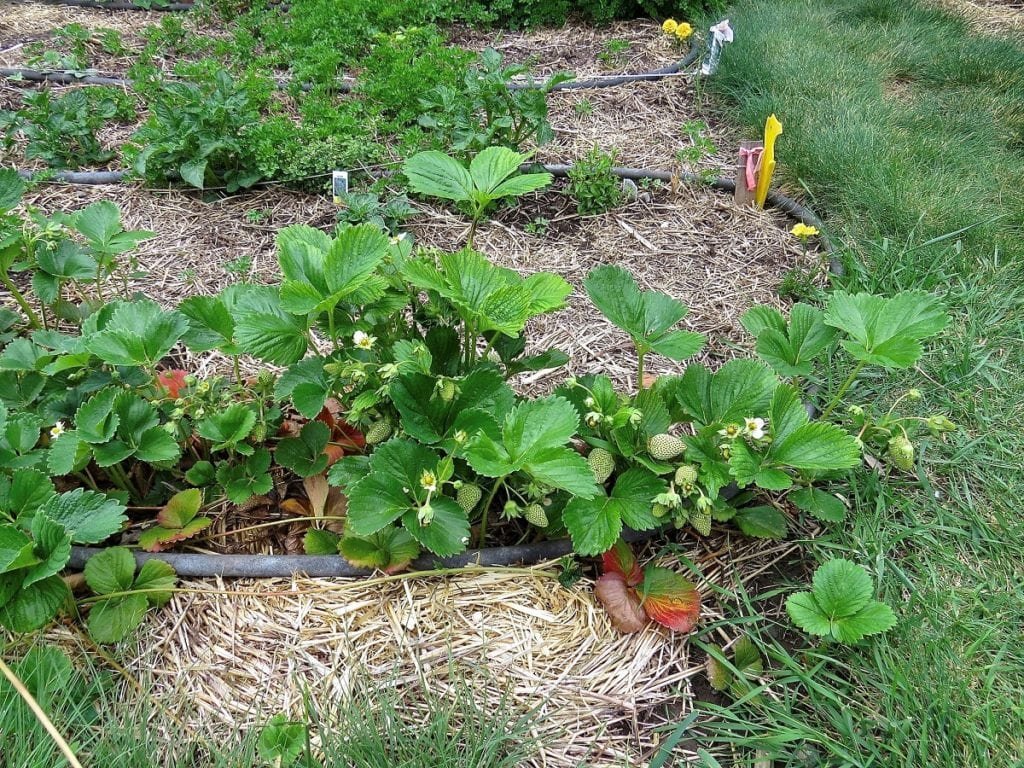 No-Till Gardening