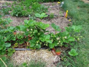 No-Till Gardening