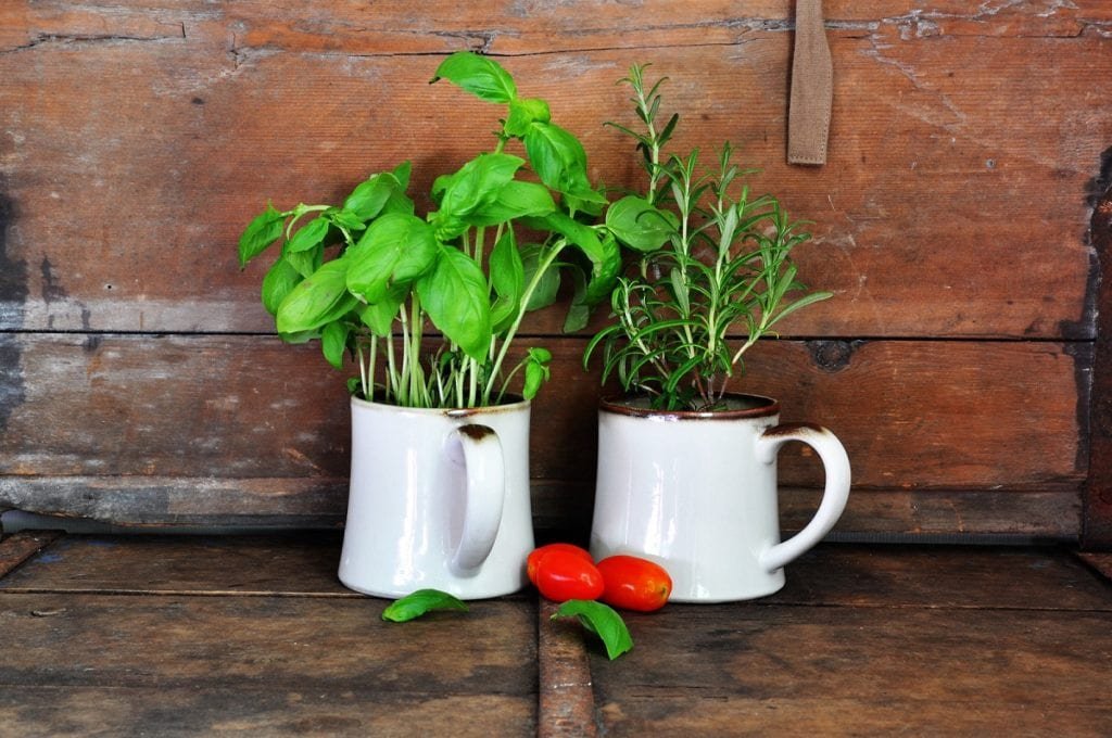 Growing Herbs Indoors
