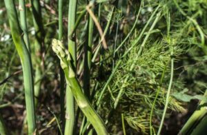 How to Grow Asparagus