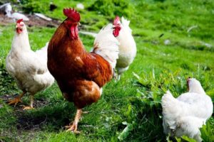 Chickens are Good Helpers in the Garden