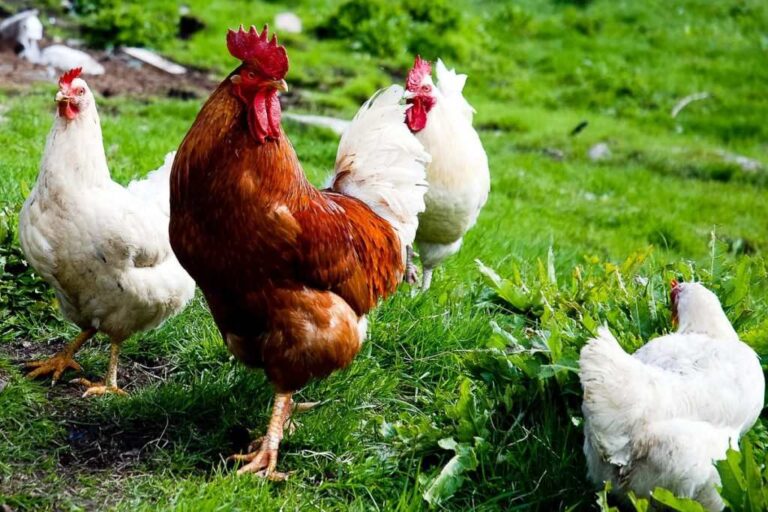 Chickens are Good Helpers in the Garden