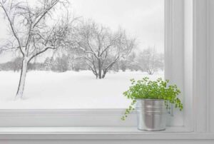 Indoor Plants in Winter