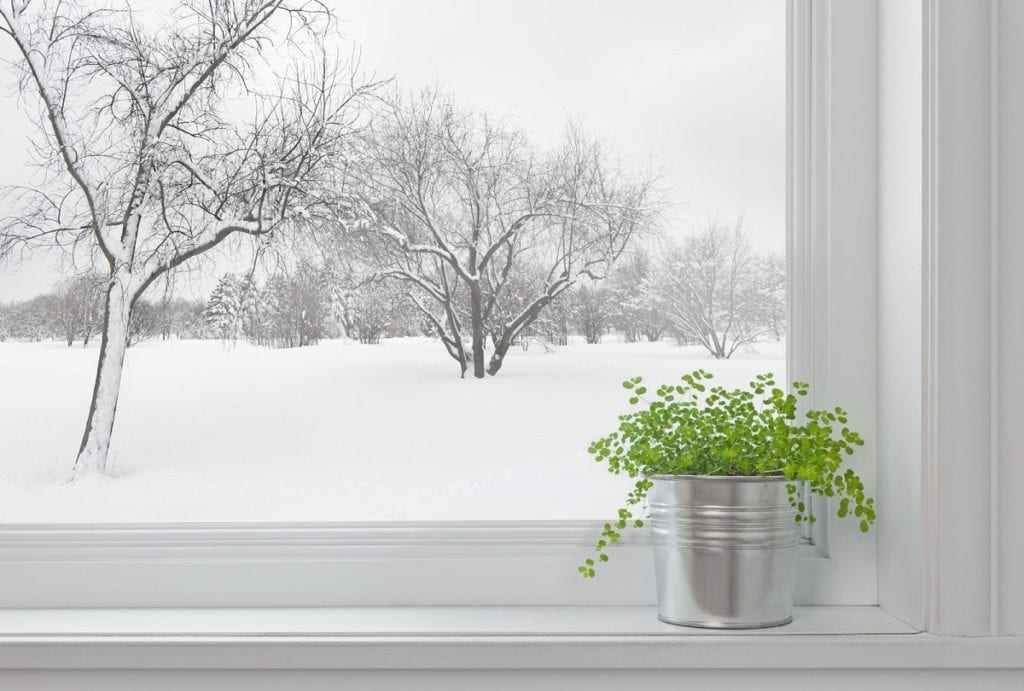 Indoor Plants in Winter