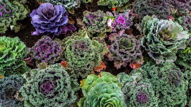 Kale Growing Guide