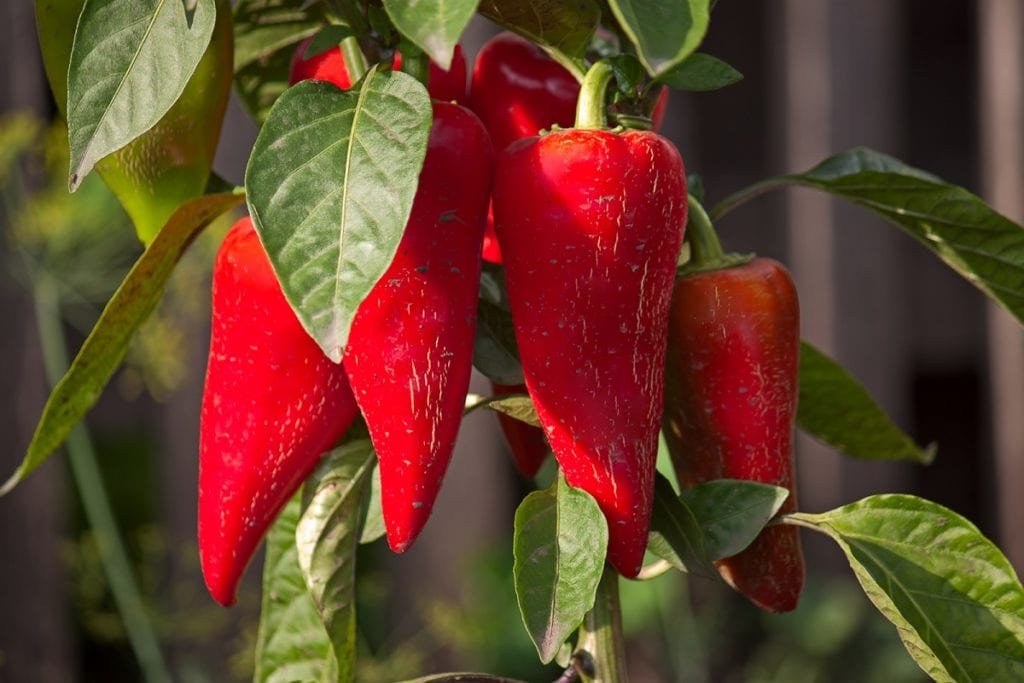 Growing Guide: Peppers
