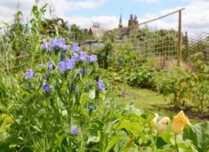 Creating a Potager Garden