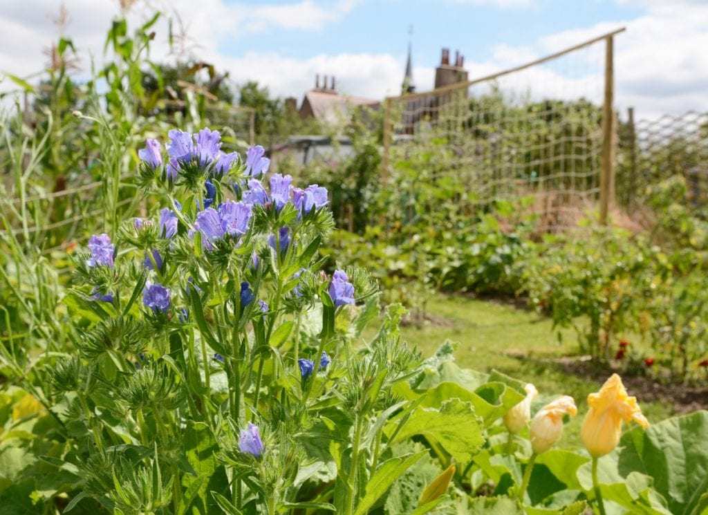 Creating a Potager Garden