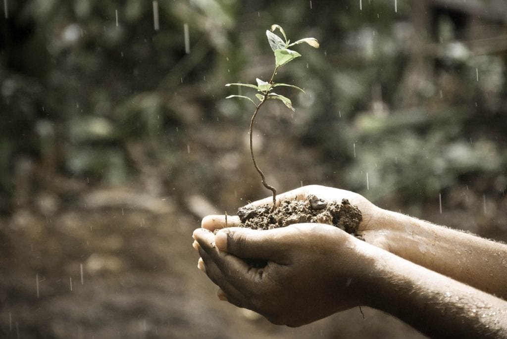Restoring Soil Nutrients