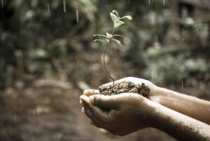 Restoring Soil Nutrients