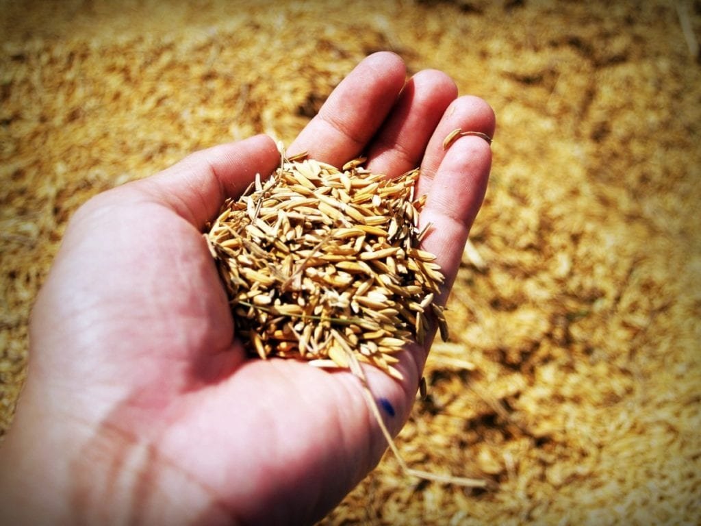 Using Rice Hulls in the Garden