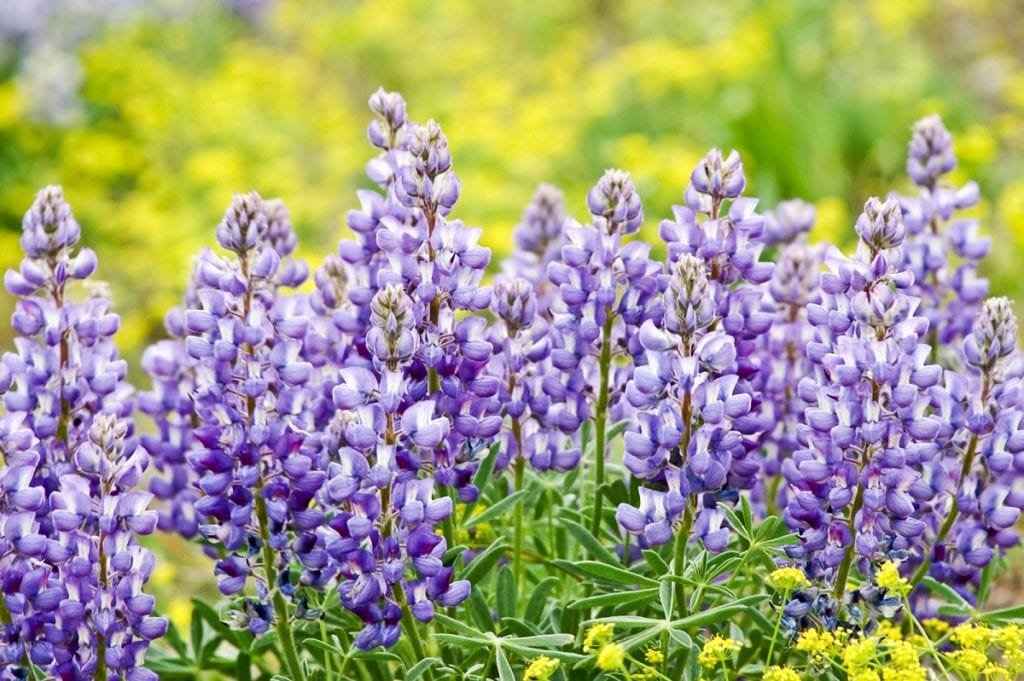 Growing a Mini-Meadow