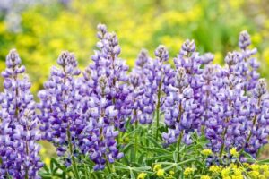 Growing a Mini-Meadow