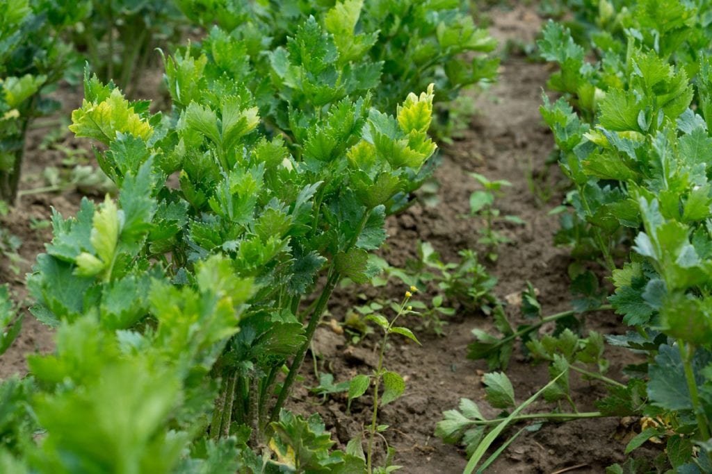 How to Grow Celery