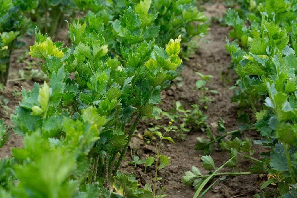 How to Grow Celery