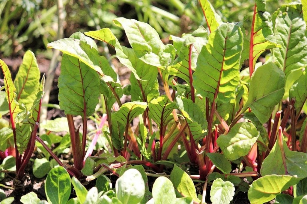 Start a Garden in One Day