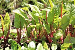 Start a Garden in One Day