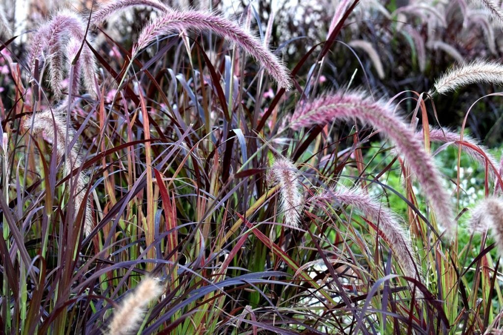 All About Ornamental Grasses