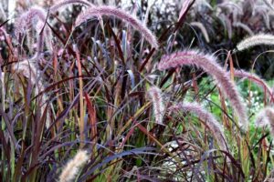 All About Ornamental Grasses