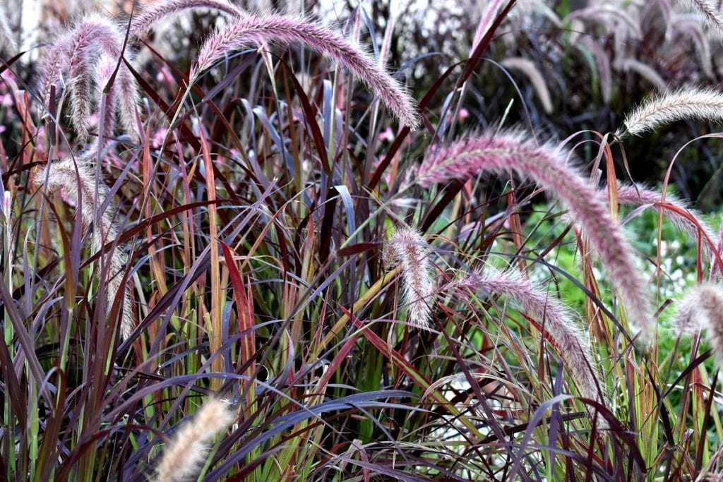 All About Ornamental Grasses